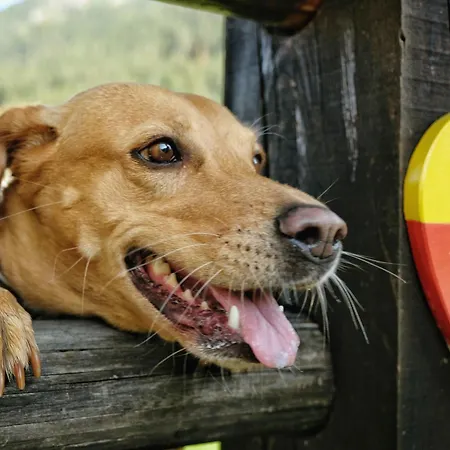 Szálloda Seehotel & Seeapartments Kaerntnerhof- Direkt Am See! Weissensee