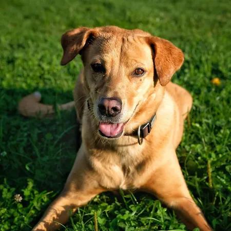 Seehotel & Seeapartments Kaerntnerhof- Direkt Am See! 3*